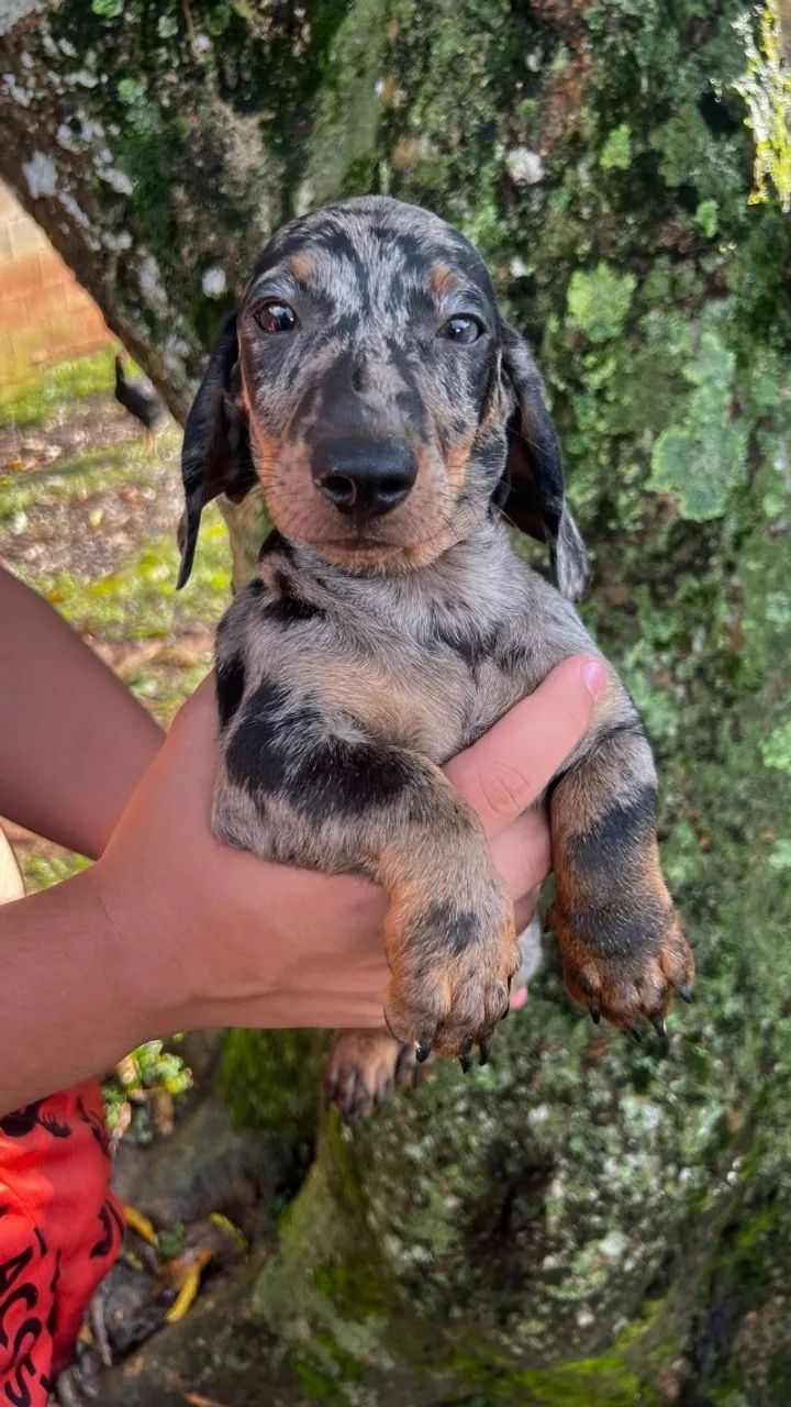 basset daschund machos e femeas  - Foto 3