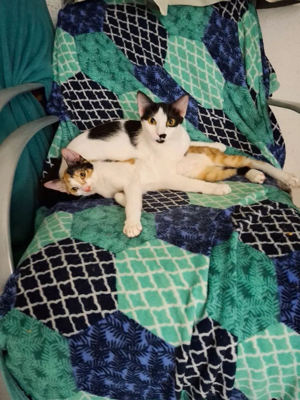 Dois Gatos Lindos para Adoção - Foto 4