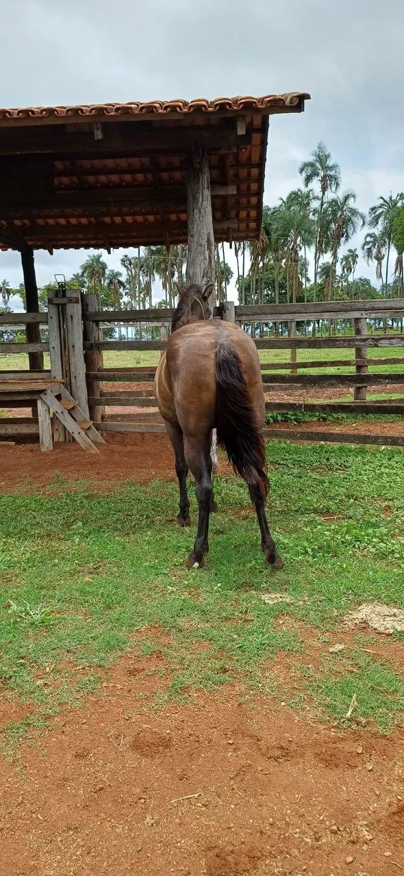 Potra meio Sangue Criola - Foto 4