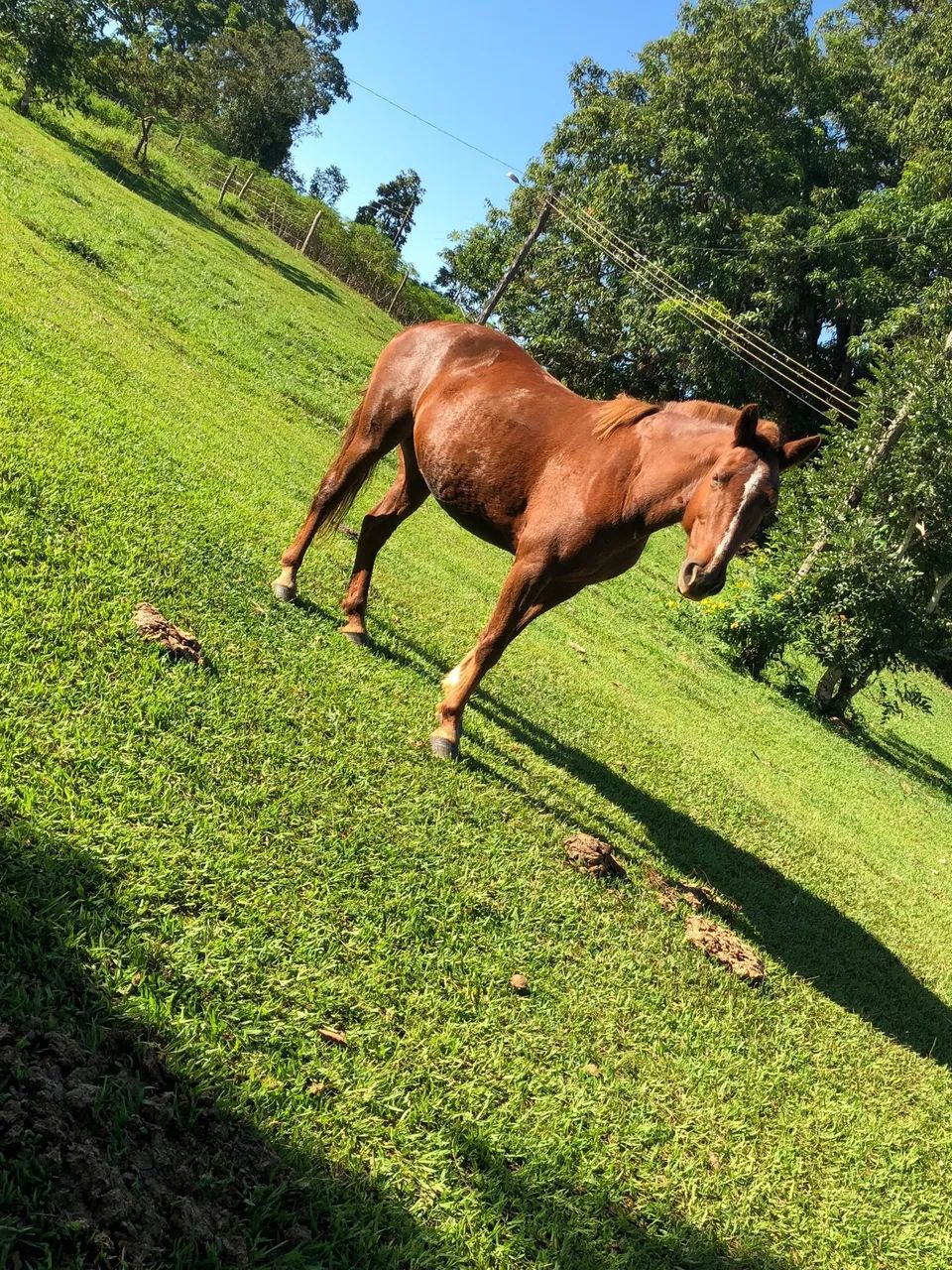 Cavalos e éguas  - Foto 5