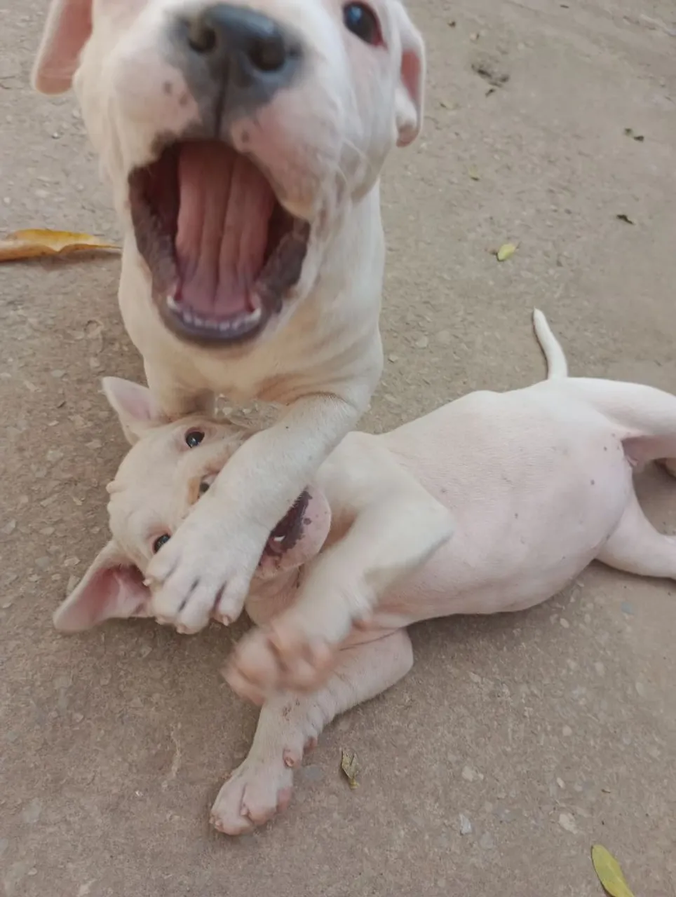 Filhotes de Pitbull 