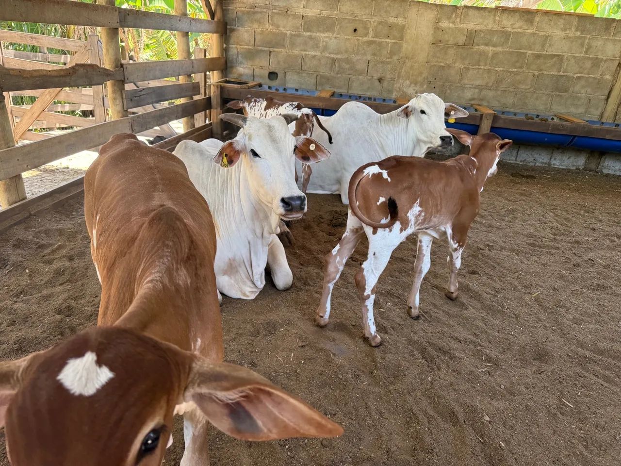 Lote de vacas e novilhas 