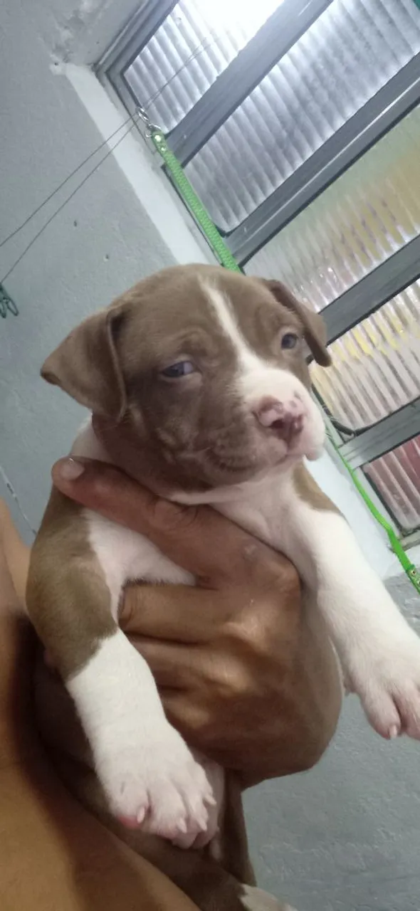  Vendo Filhote de Pitbull master 