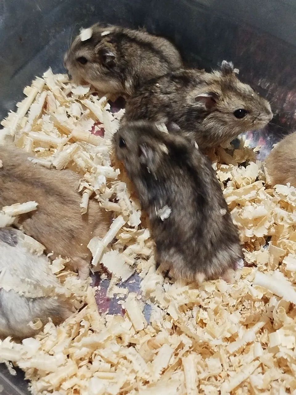 Hamster anão russo  - Foto 2