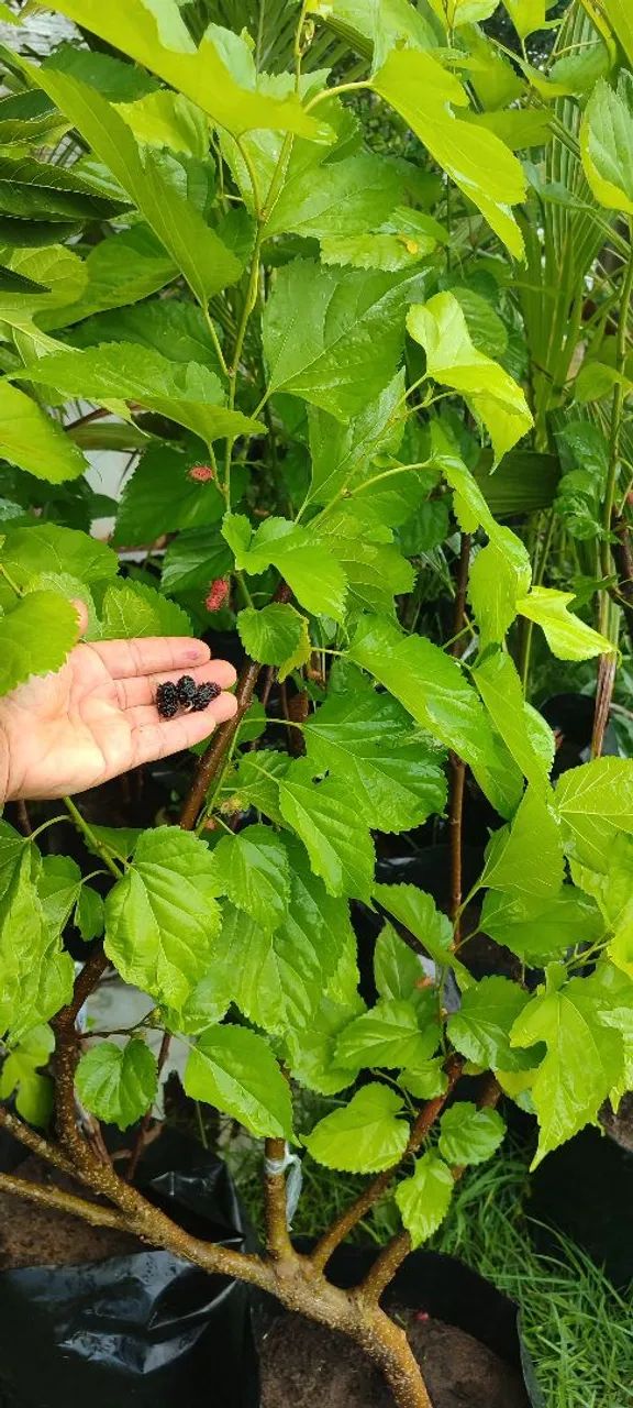 Mudas de Amora Preta - Produção Própria - Foto 4