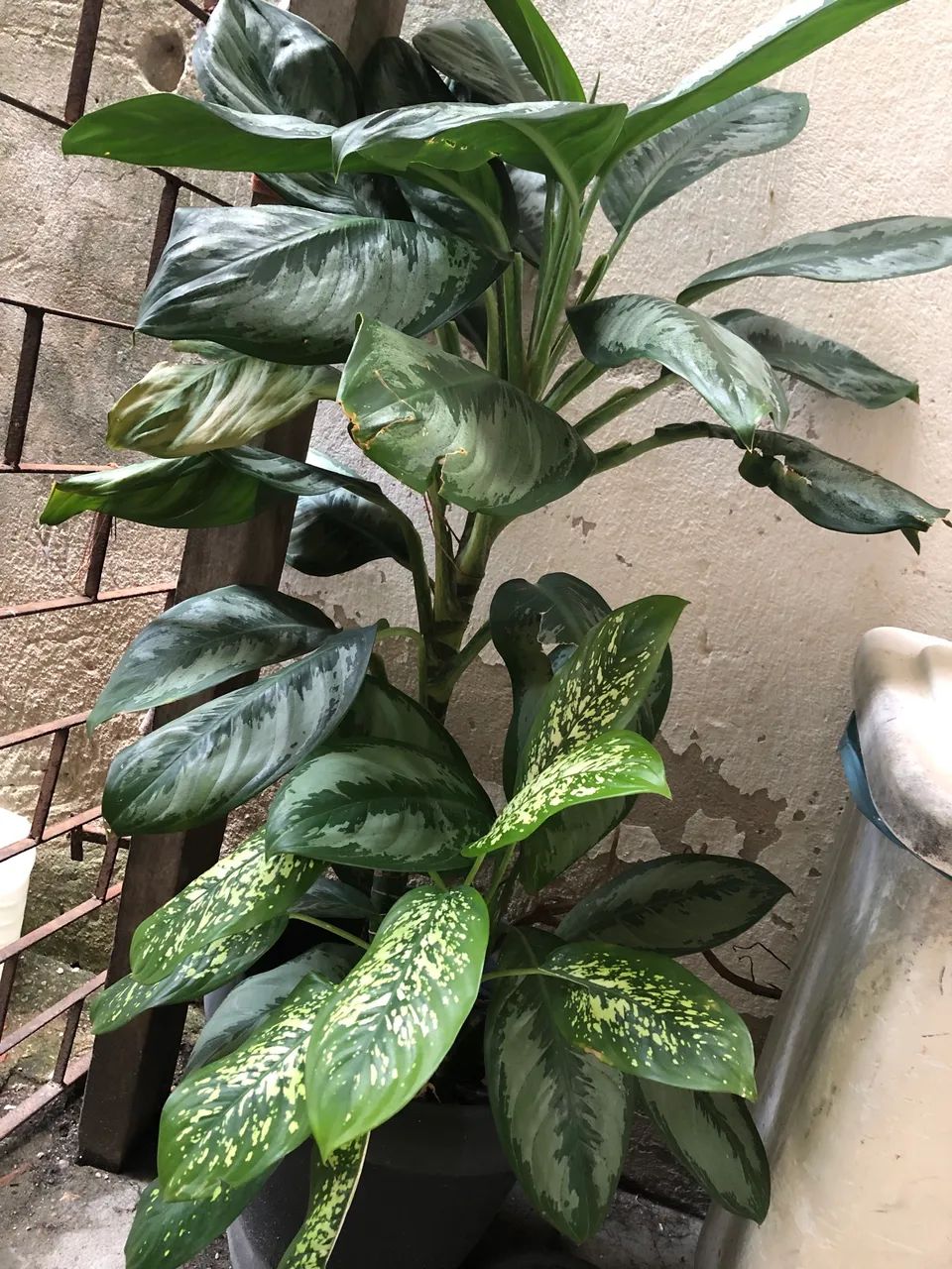 Planta comigo ninguém pode 