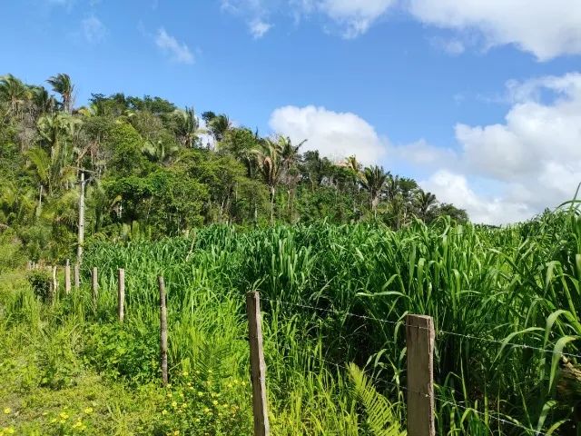 Fazenda em Vargem Grande-MA - Foto 3