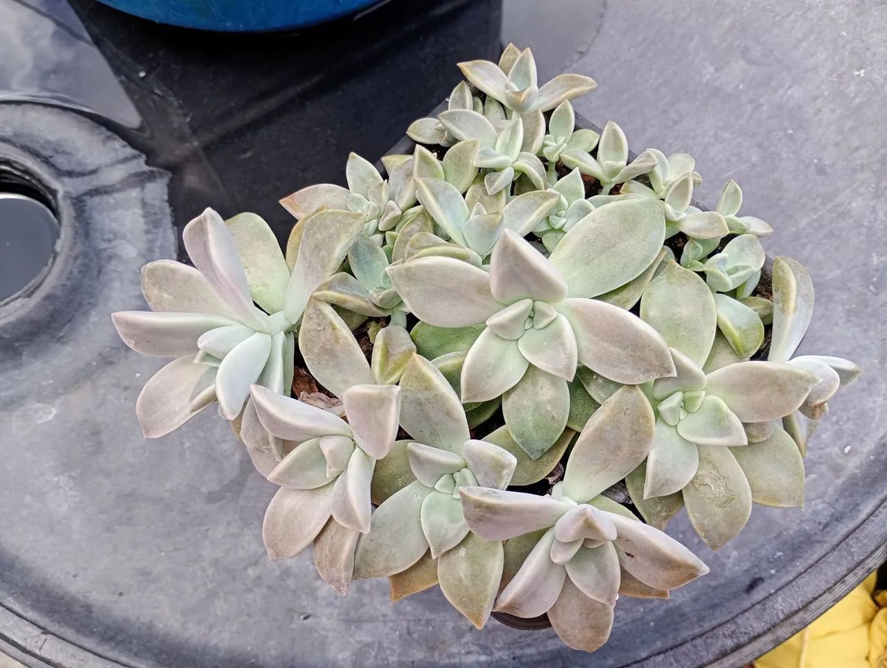 Suculentas e cactos 64167770530306120