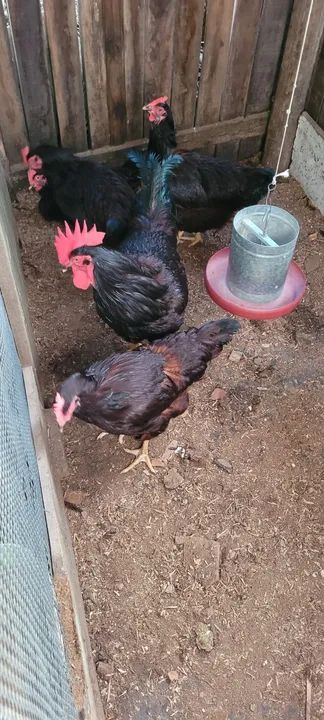 Vendo galinhas e galos Rhode e mestiças