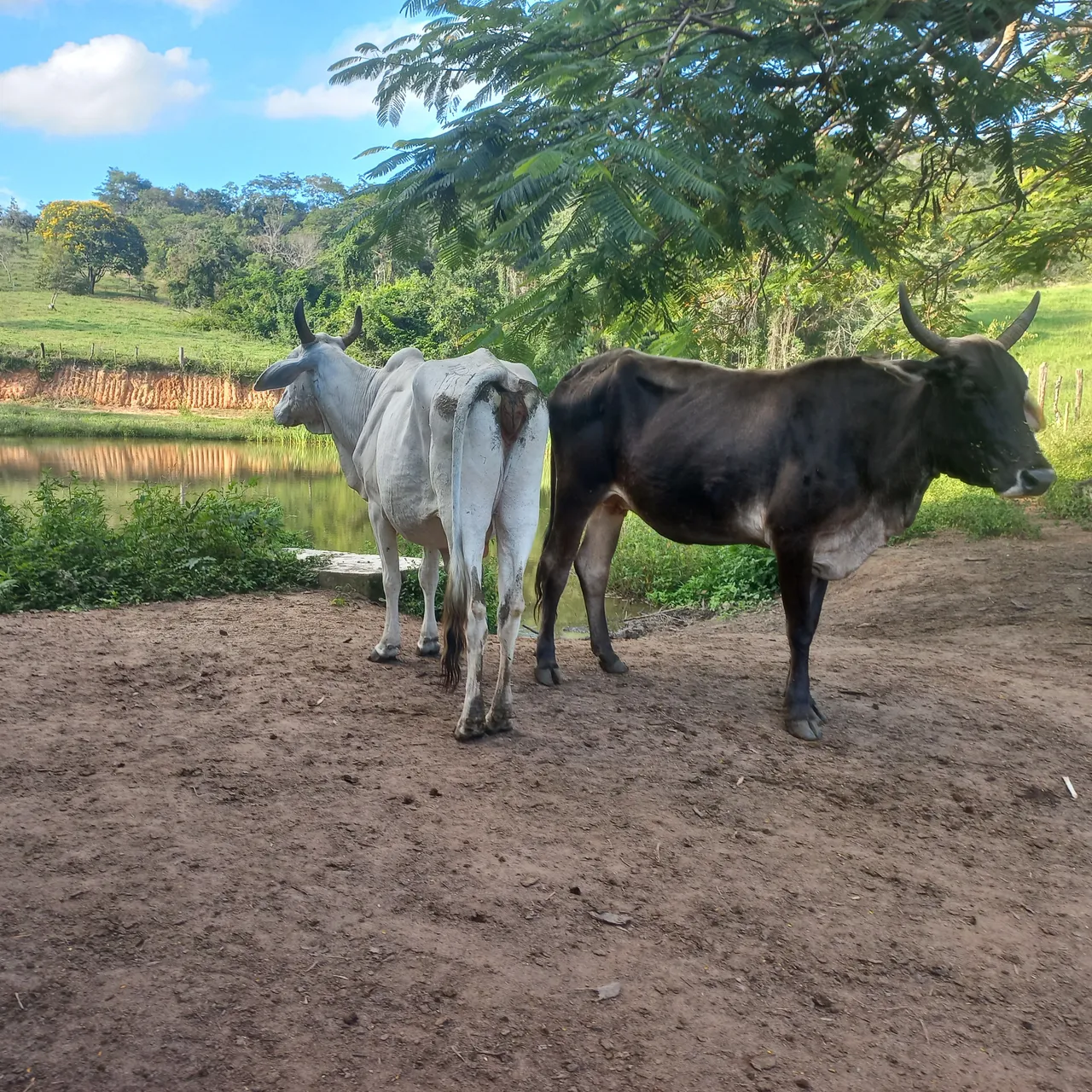Vendo ou troco por bezerras duas vacas uma nelore extras e uma nelorada.