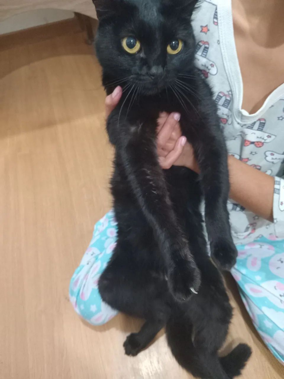 Gatinho preto para adoção