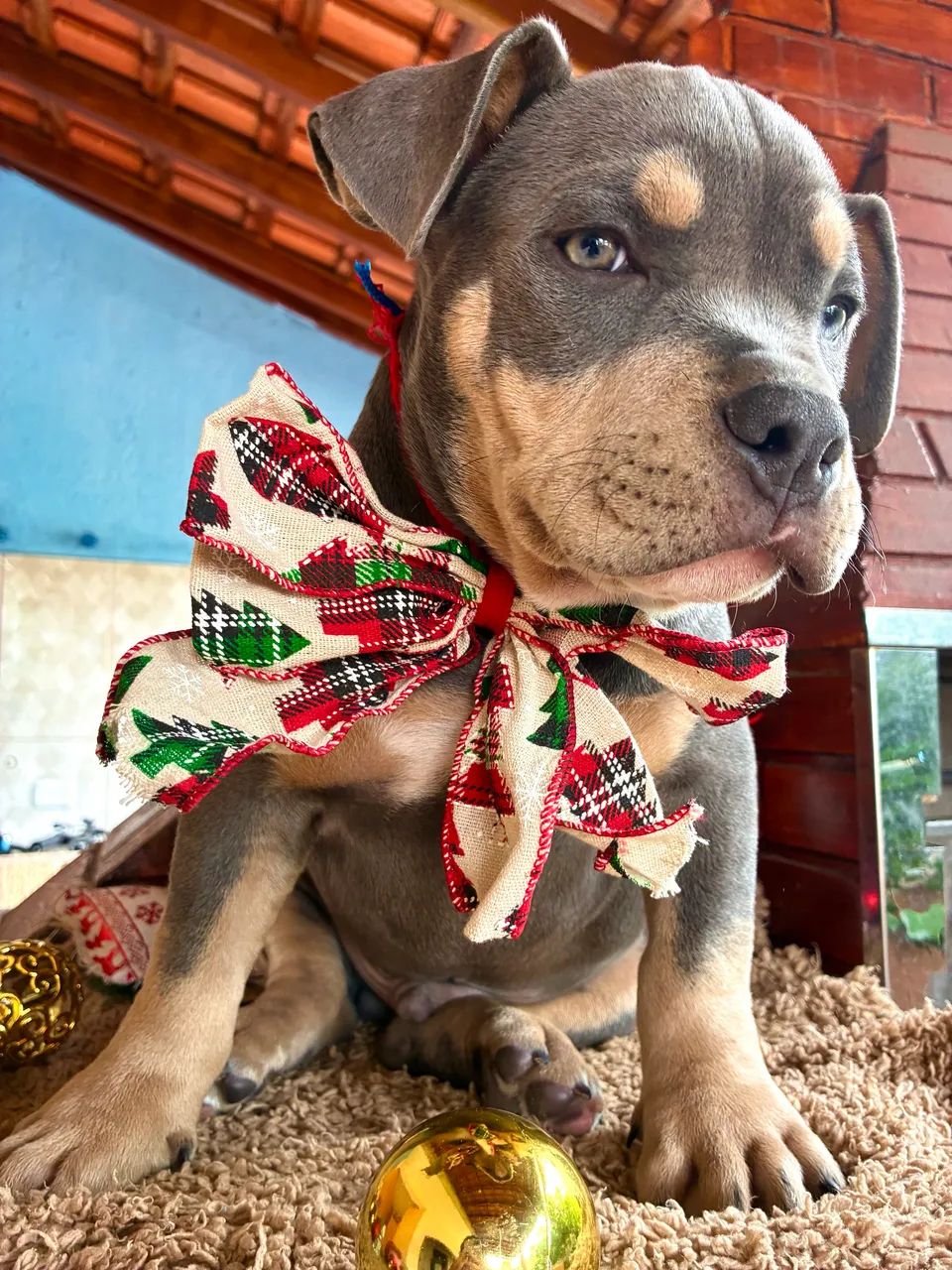 American bully - Micro 