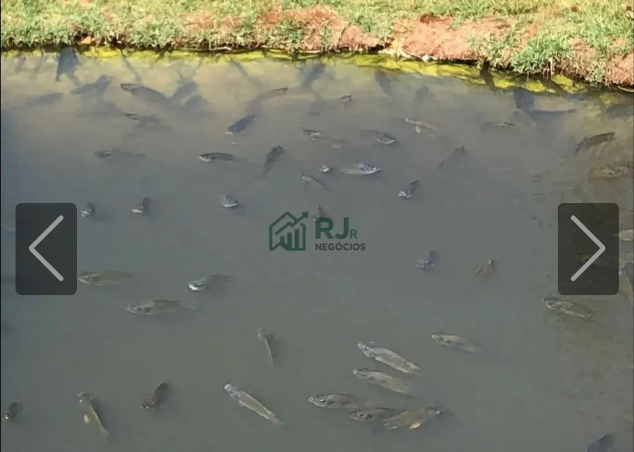 Chácara à Venda por R$ 620.000  Fazenda da Nata, Londrina-PR - Foto 2