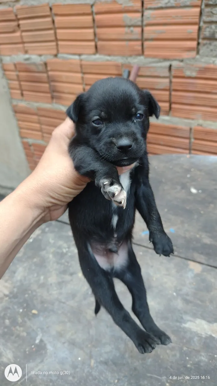 Filhotes para adoção