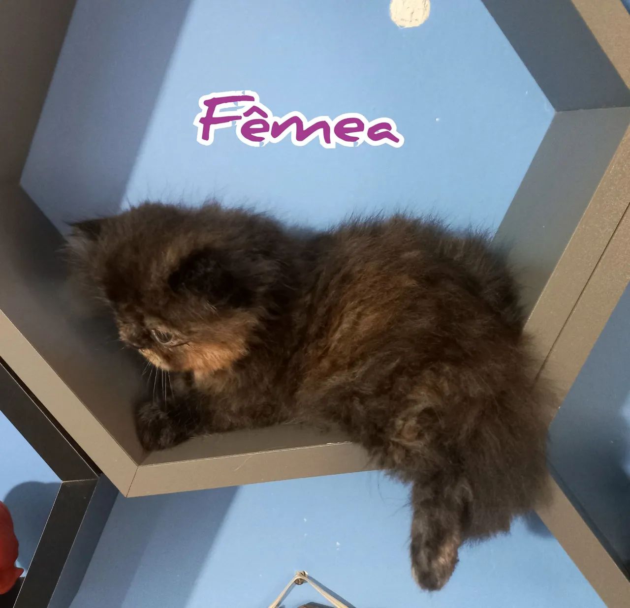 Filhotes de Gatos Persas64313863683203124