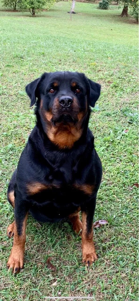 Filhote Rottweiler Puro  - Foto 5