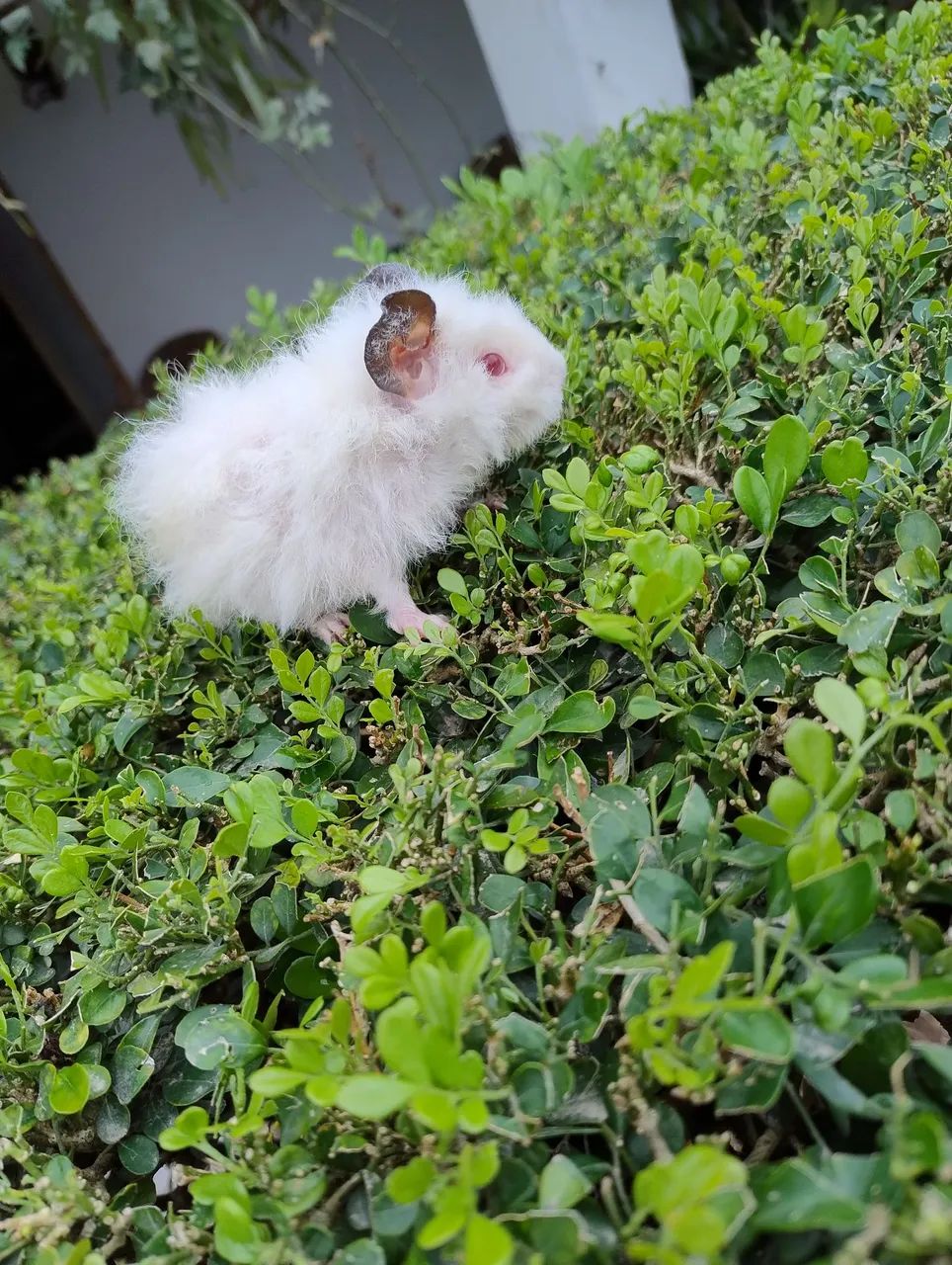 Porquinho da índia disponível  - Foto 4