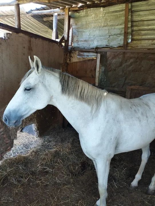 Cavalo castrado manga larga marcha picada manso 