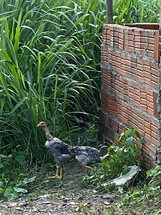 Frangos polacos  machos  - Foto 3