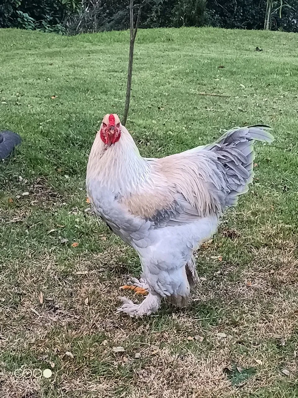 Galo Brahma Isabella