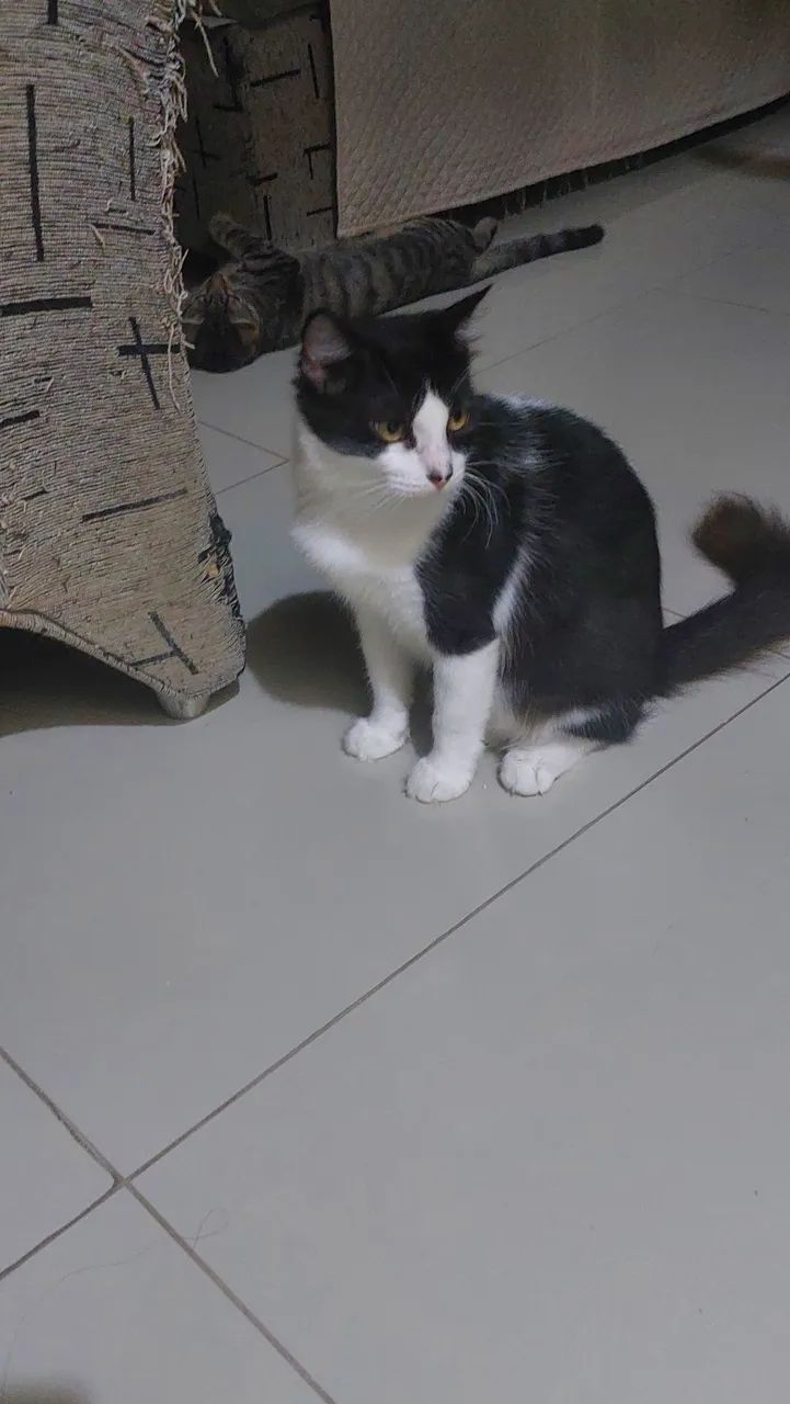 Gatinha castrada para adoção 