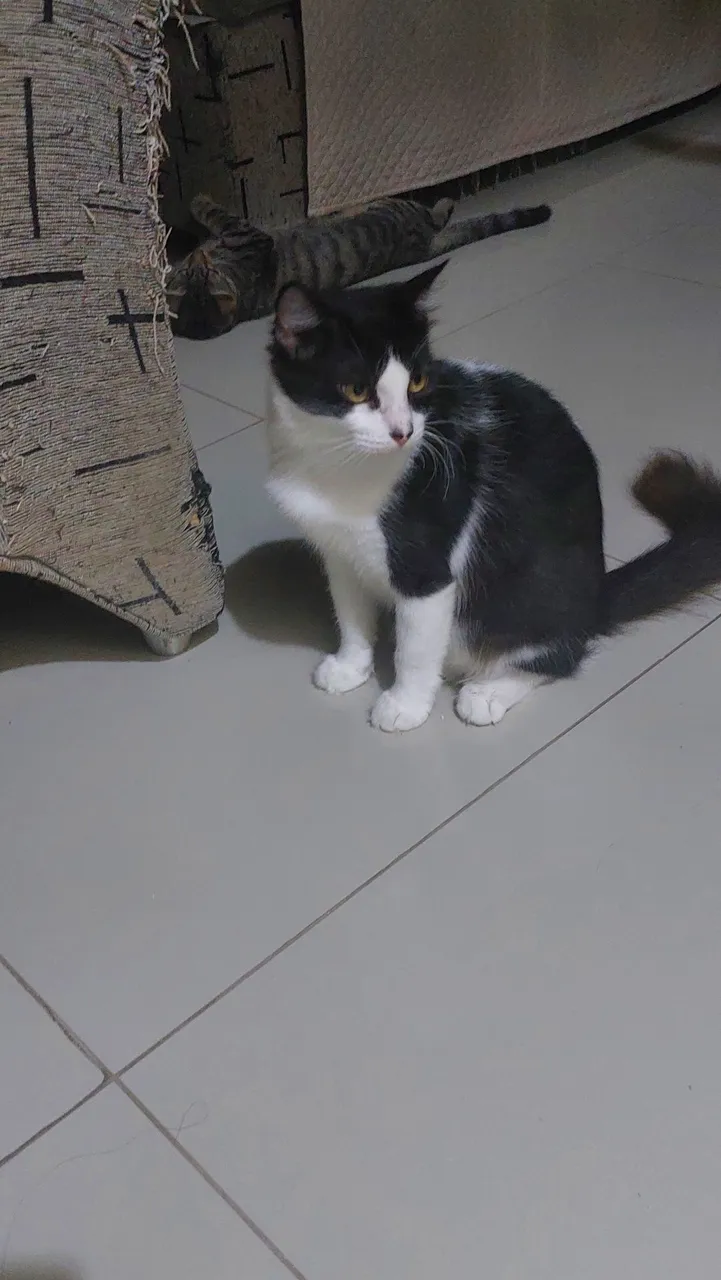 Gatinha castrada para adoção