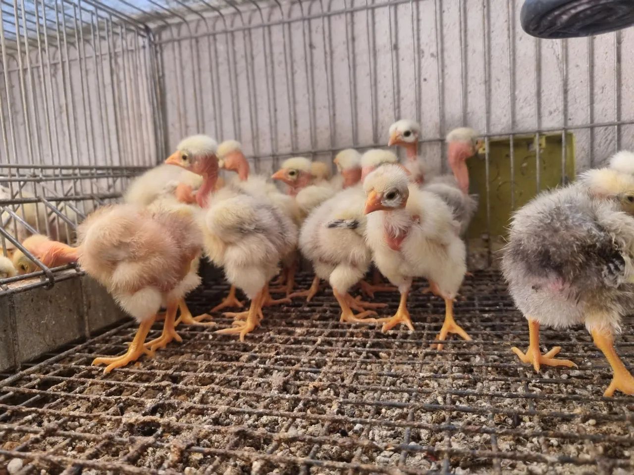 Pintinhos polaco - Foto 6