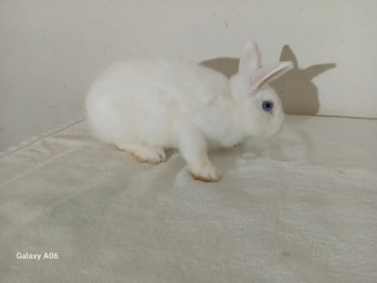 Coelhos de raça