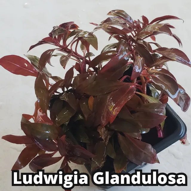 *Ludwigia Glandulosa Planta Vermelha Aquario Plantado*
