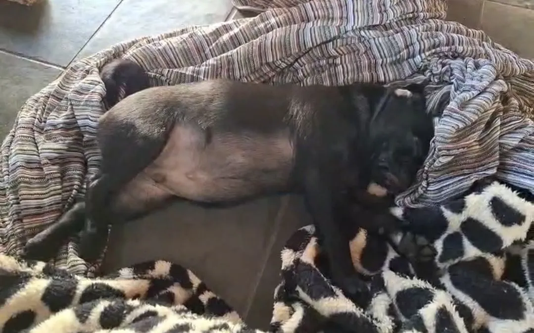 Pug lindão ÚLTIMO FILHOTE