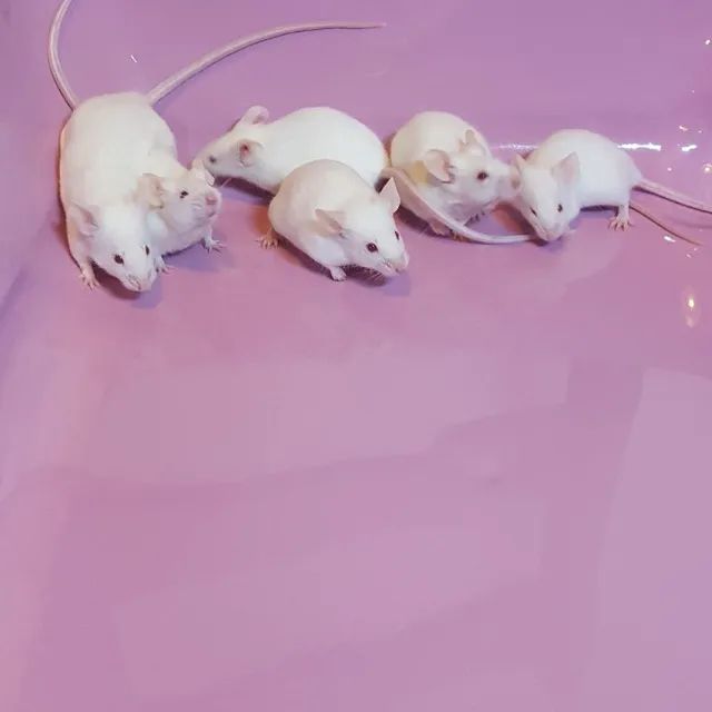 Camundongo e neonato - Foto 2