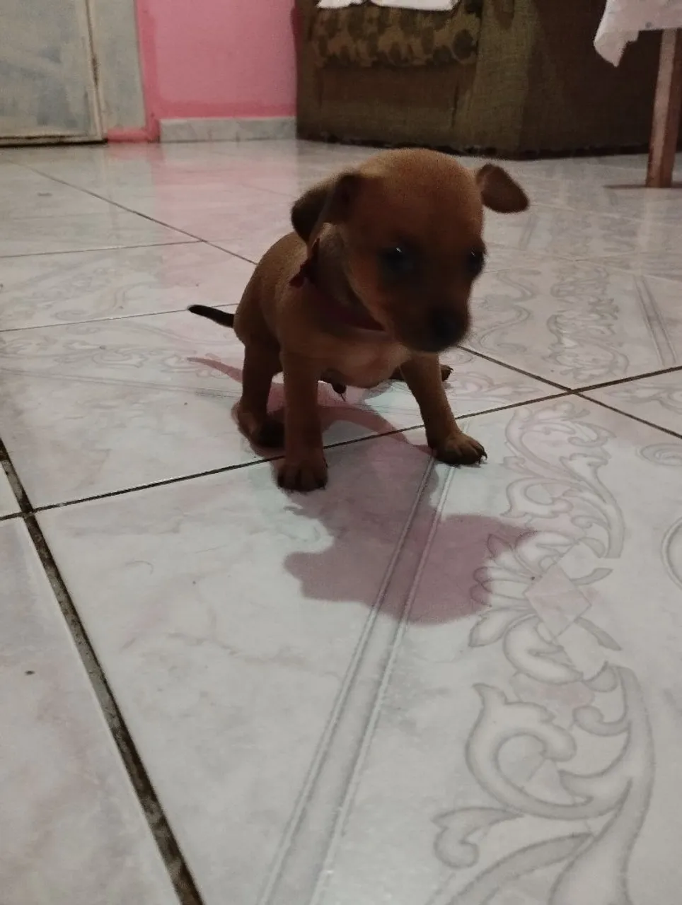Filhote de Pinscher Miniatura.valor 550