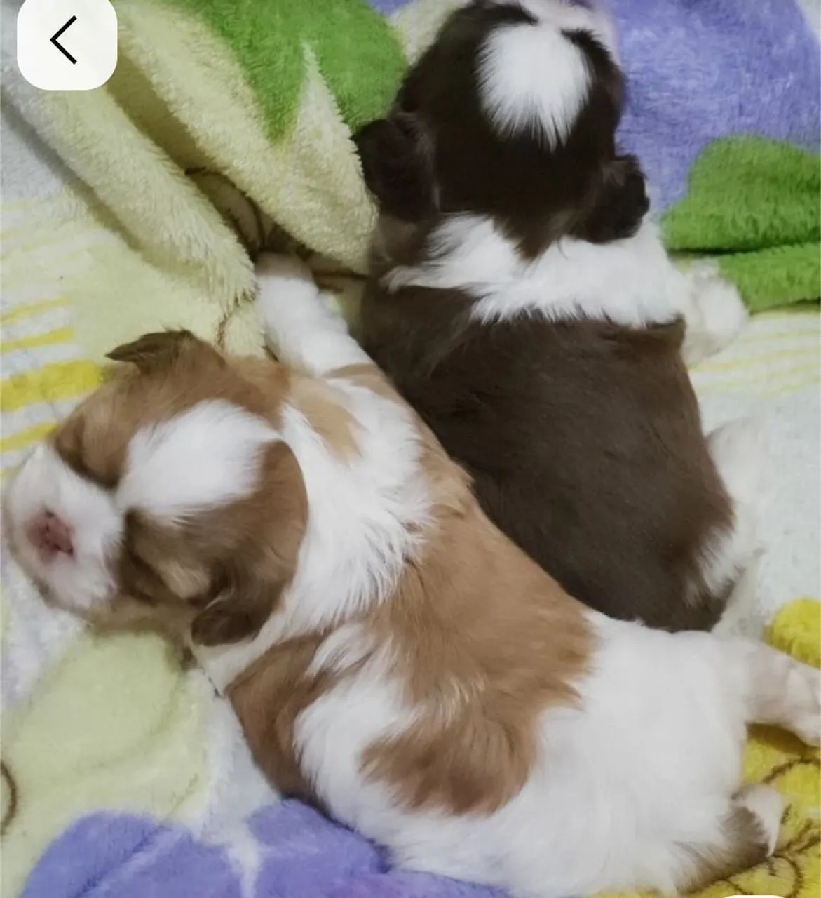 Shih Tzu fêmeas e macho disponível