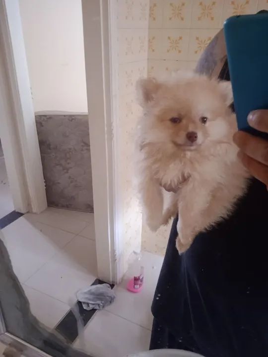 Filhote de Spitz Alemão