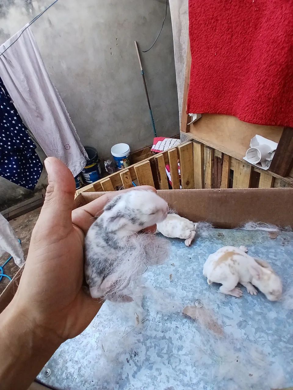 Mini lop filhotes  - Foto 3