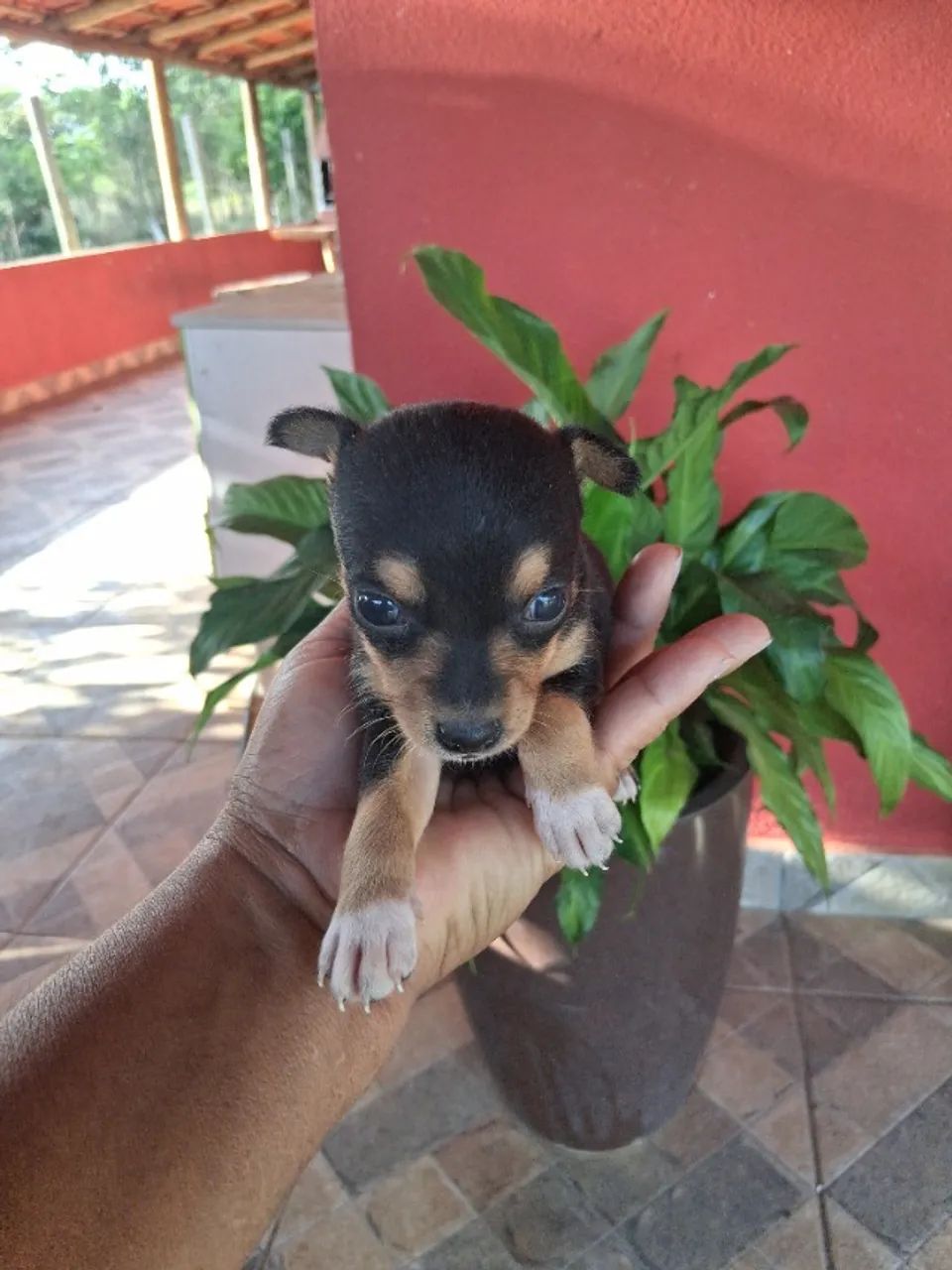 Filhotes de pinche zero - Foto 3