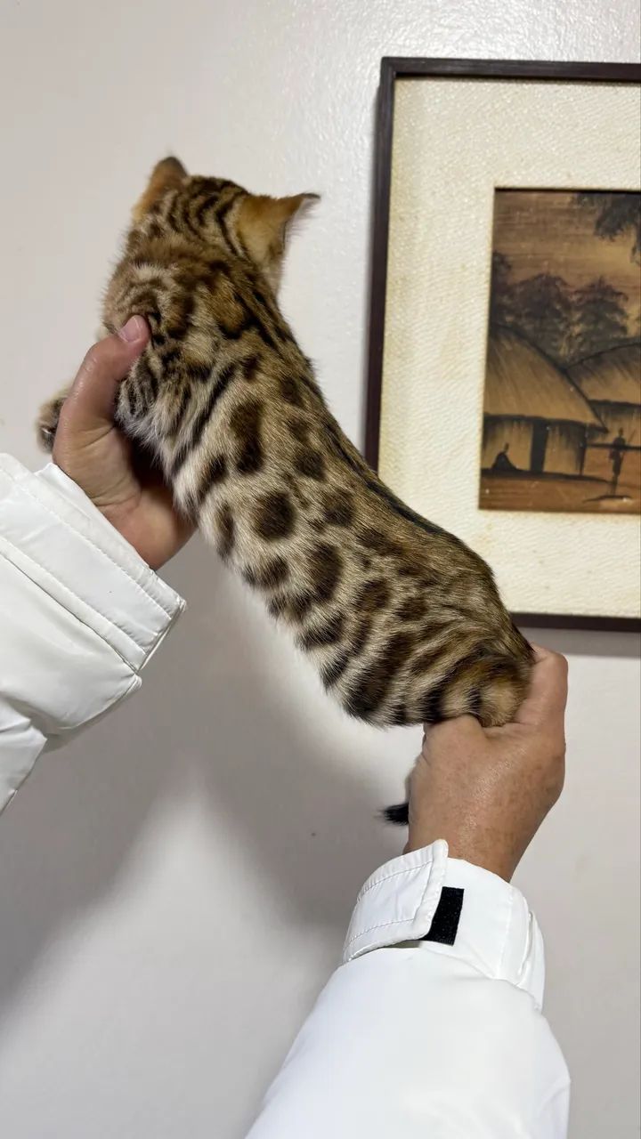 Gato bengal MACHO  - Foto 3