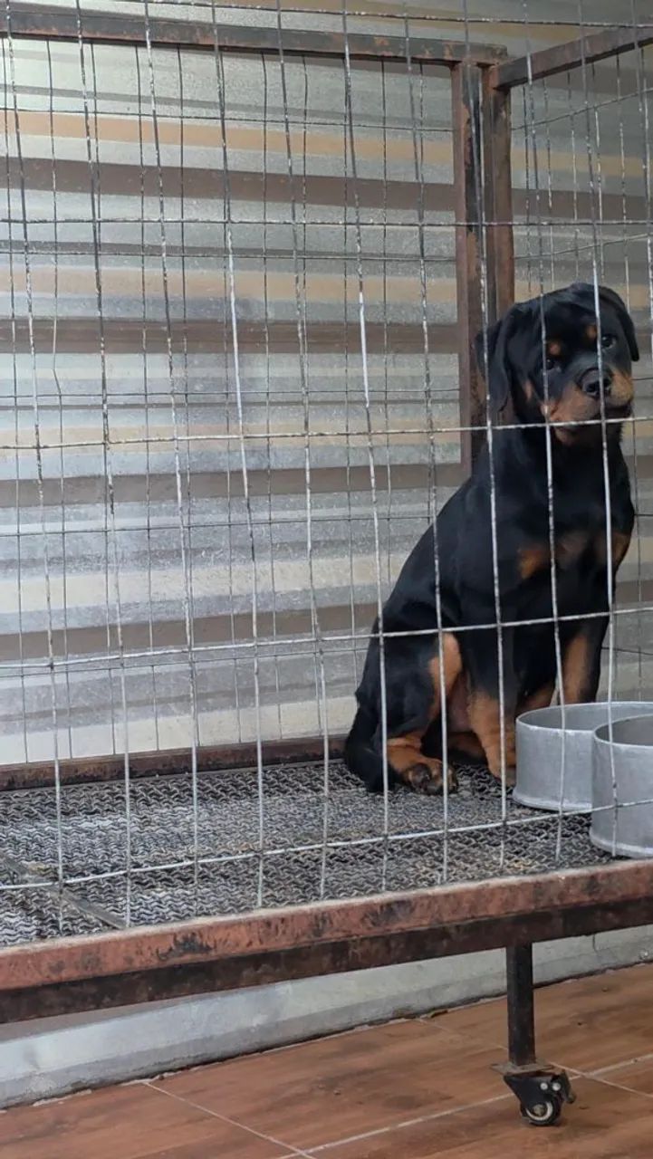 Rottweiler  - Foto 2