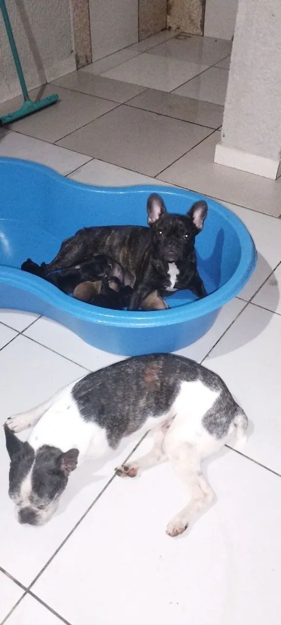 Filhotes Bulldog francês 