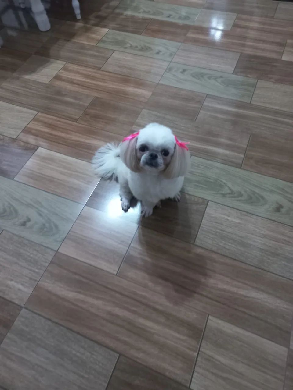 Shitzu fêmea (dócil - 1 ano e 7 meses) - Foto 4