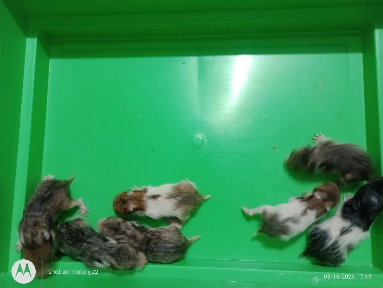 Filhotes Hamster Sírio