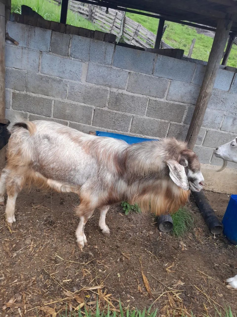 Cabrito  - Foto 2