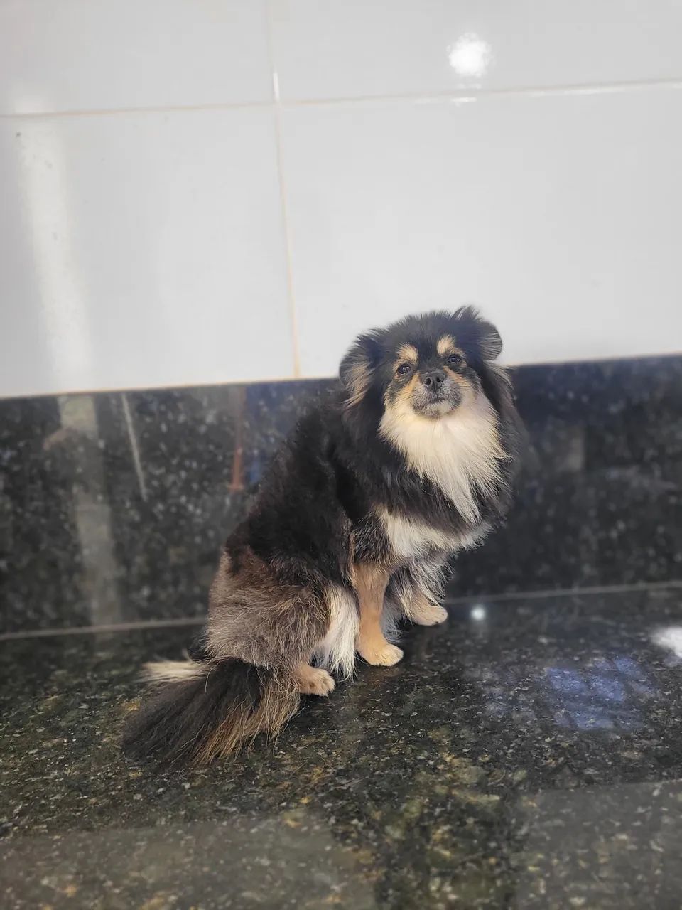 Spitz alemão Anão  - Foto 4