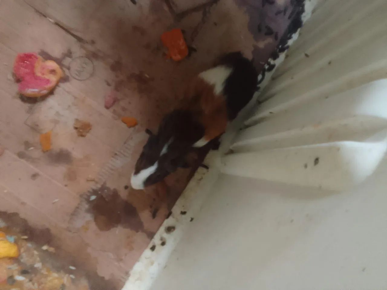 Rato  - Foto 2