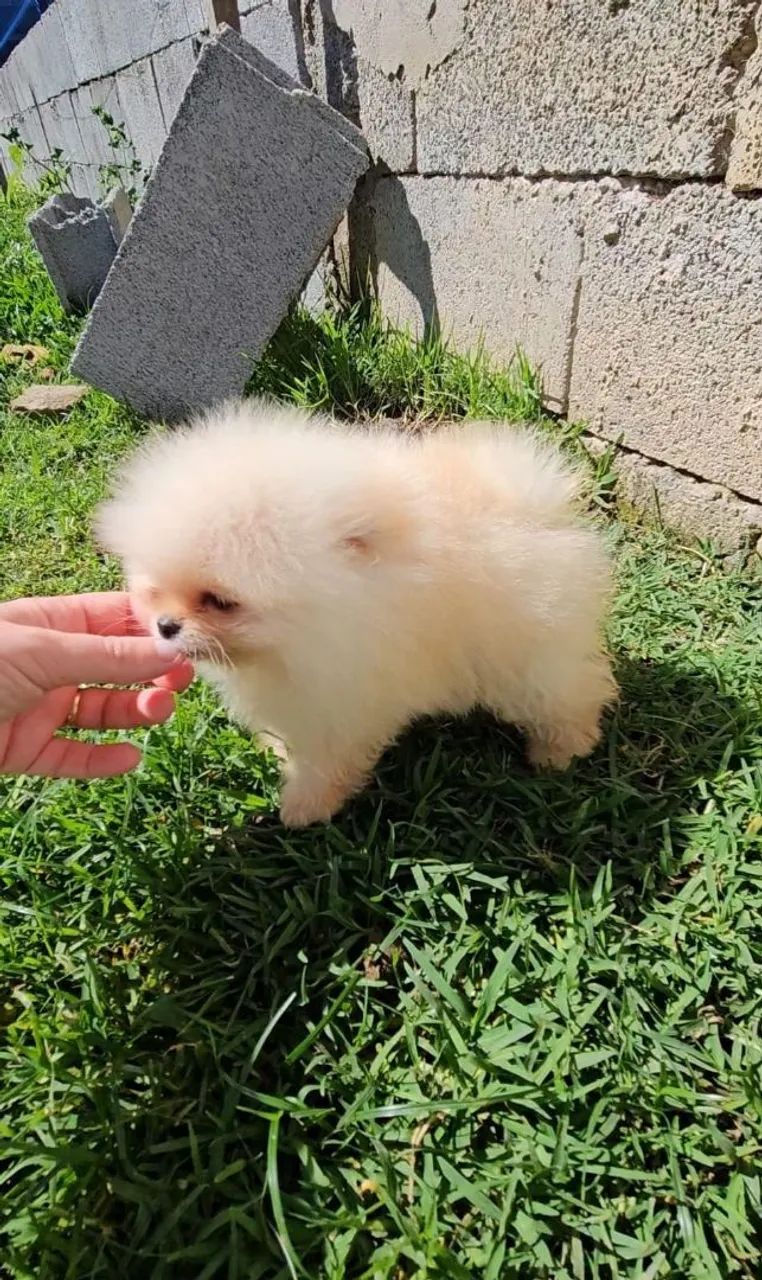 Spitz alemão anão com Pedigree e Microchip  - Foto 2
