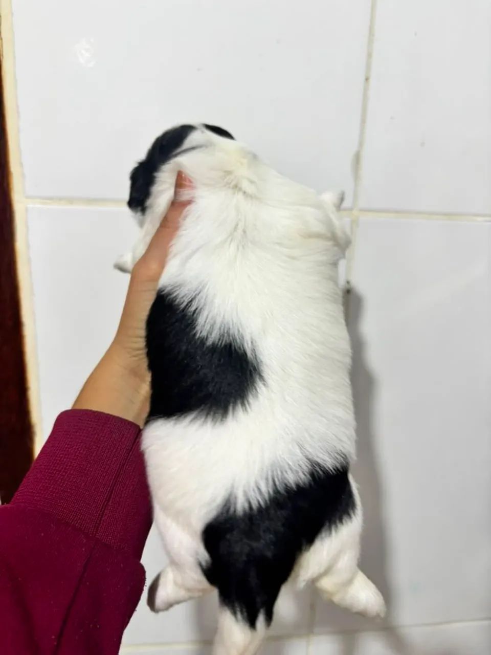 cachorro shih tzu - Foto 4