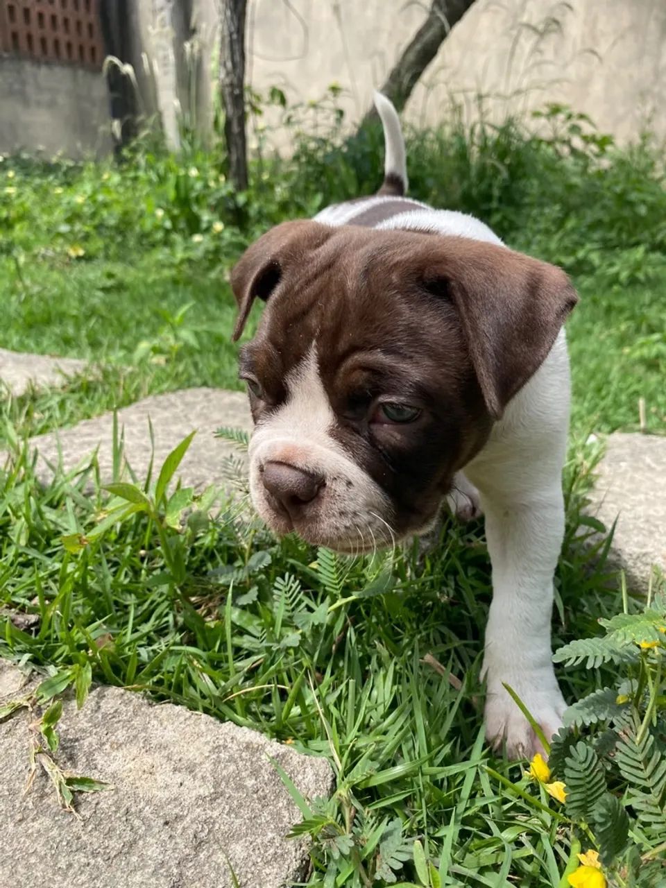 American bully  - Foto 5