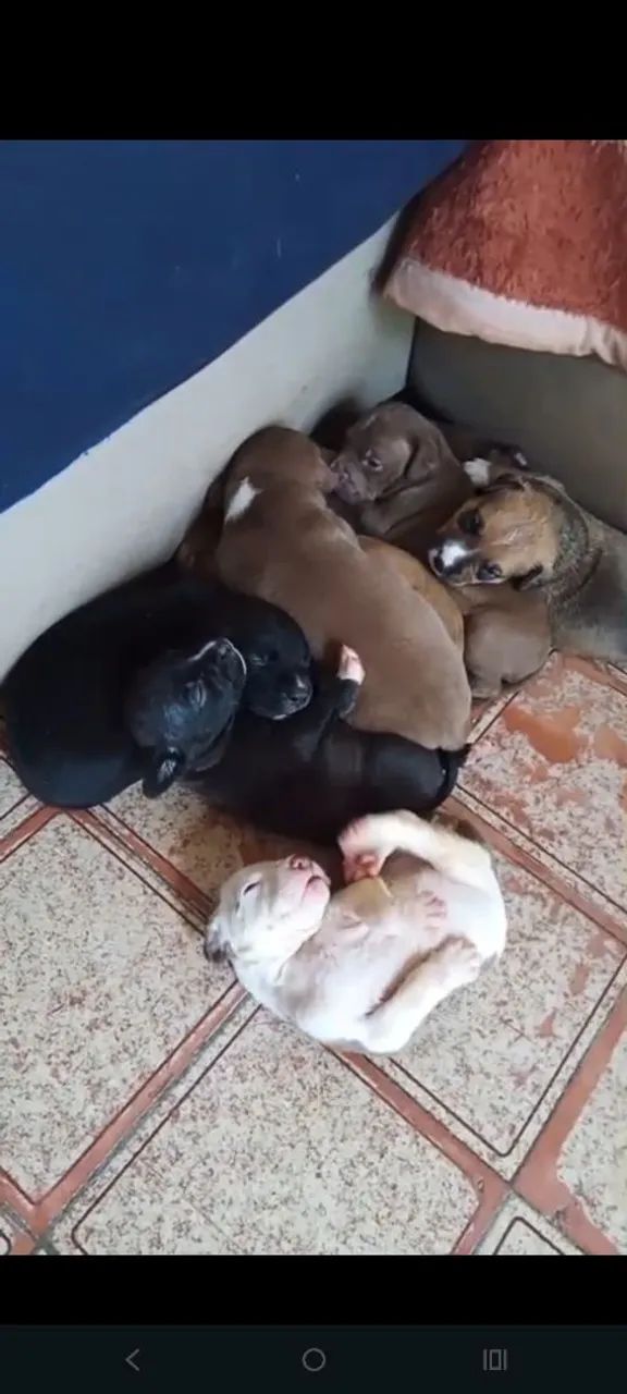 Puppy for sale