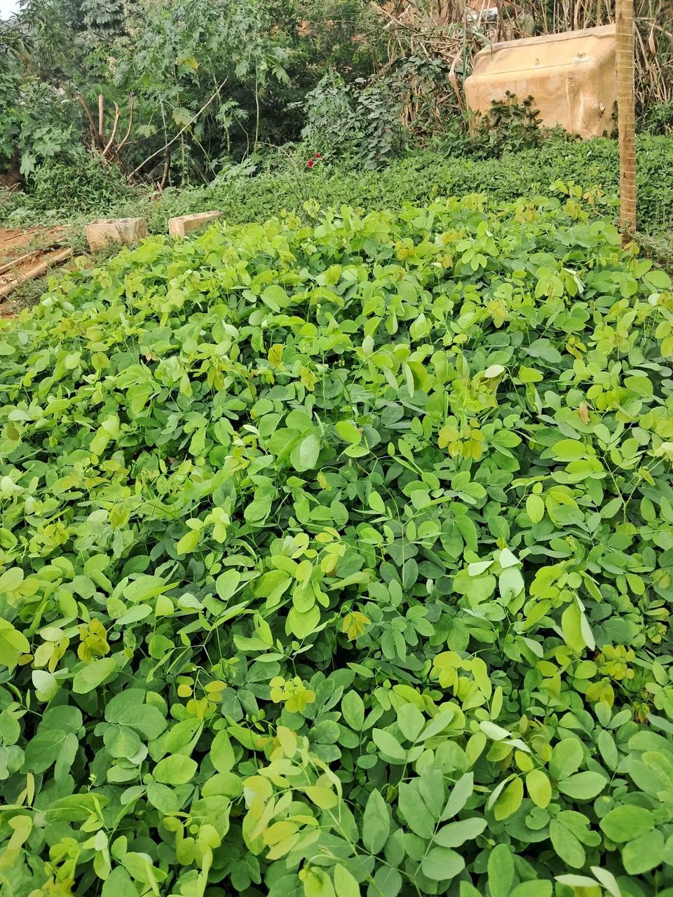 Mudas de Sansão-do-campo em Dona Euzébia  - Foto 2