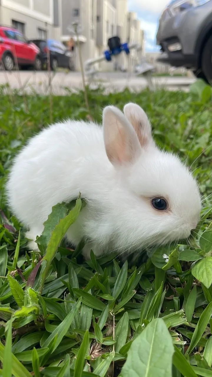 Coelha Mini Lionhead Fêmea Filhote - Pequena, Saudável e Muito Amorosa - Foto 2
